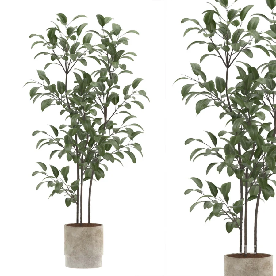 strelitzia-Nicolai-Ficus Benjamina-Plant-set-028 Image 4