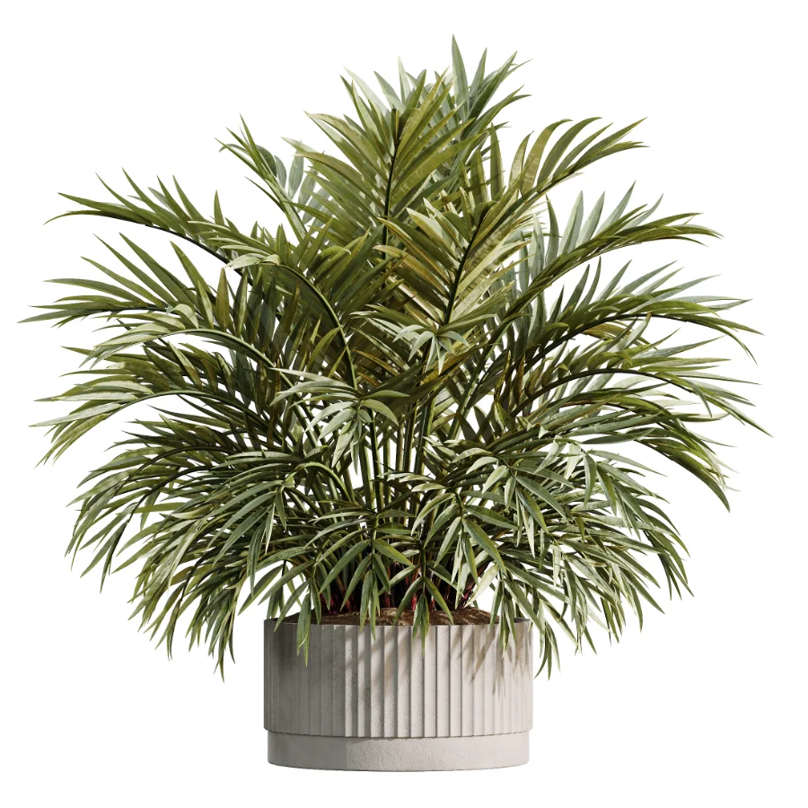 AV Indoor Plants Set 618 Chemlali Olive Areca Palm Eucalyptus Bouquet Bird Of Paradise Image 1