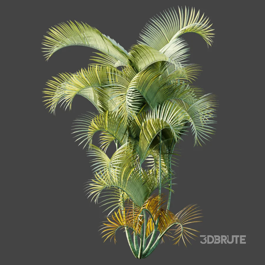 AV Plant Chrysalidocarpus Lutescens Palm Bush 01 Image 6