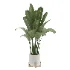 Strelitzia Nicolai Bird Of Paradise Indoor Plant 019 - Thumbnail 1