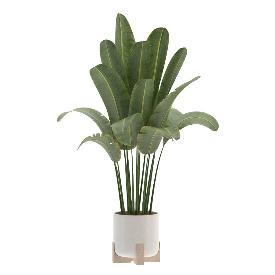 Strelitzia Nicolai Bird Of Paradise Indoor Plant 019 Image 1