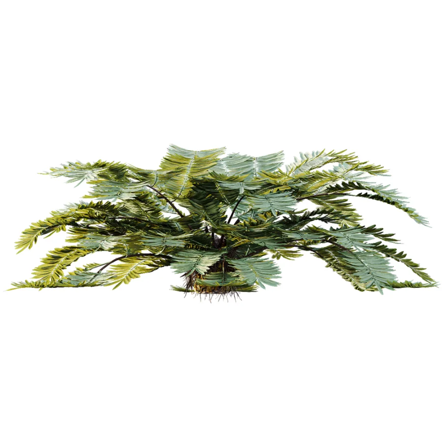 AV Plant Angiopteris Fokiensis Fern 6 Palm Bush 01 Image 5