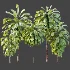 AV Plant Cordyline Petiolaris 6 Palm Tree 01 - Thumbnail 7