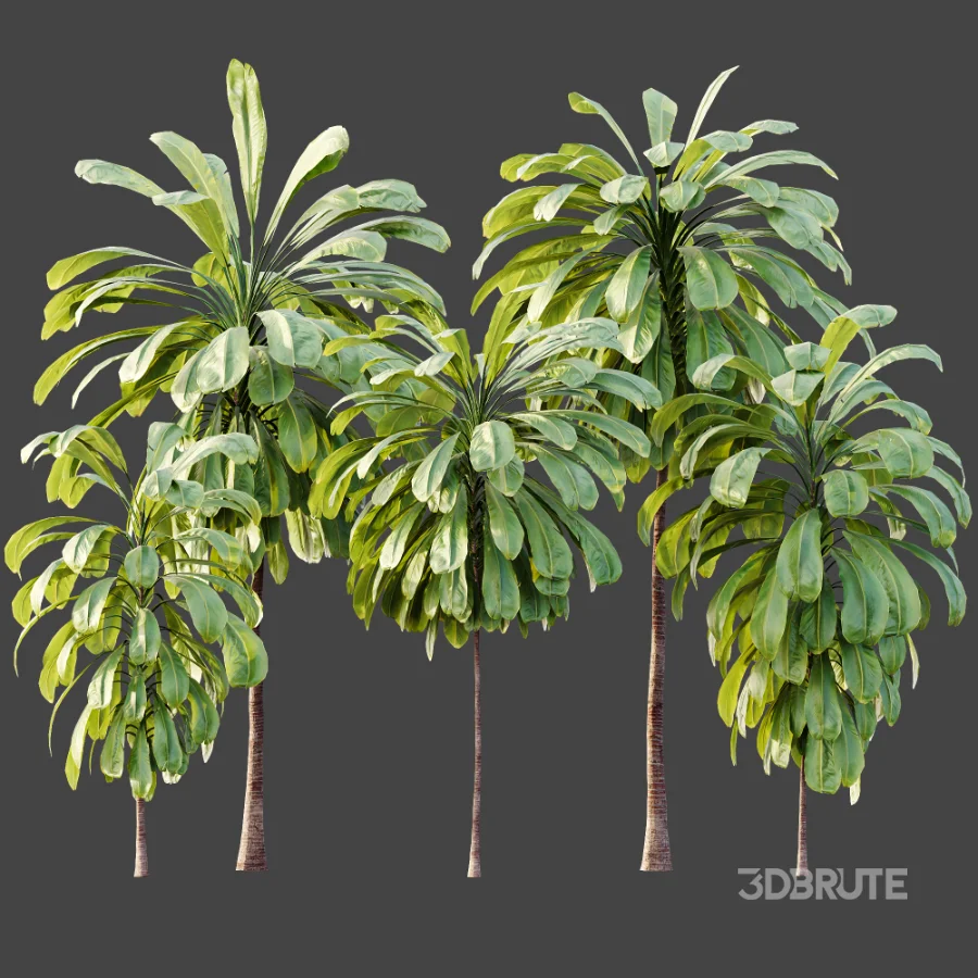 AV Plant Cordyline Petiolaris 6 Palm Tree 01 Image 7
