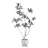 Ficus Benjamina Indoor Plant-set-030 - Thumbnail 3