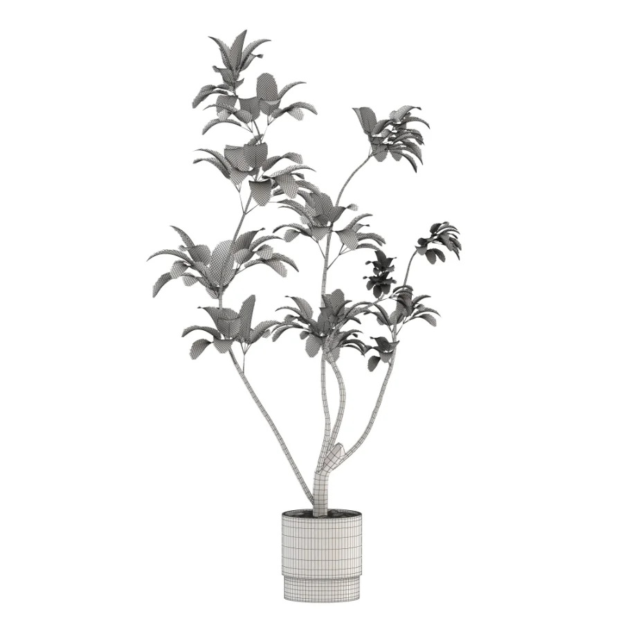 Ficus Benjamina Indoor Plant-set-030 Image 3
