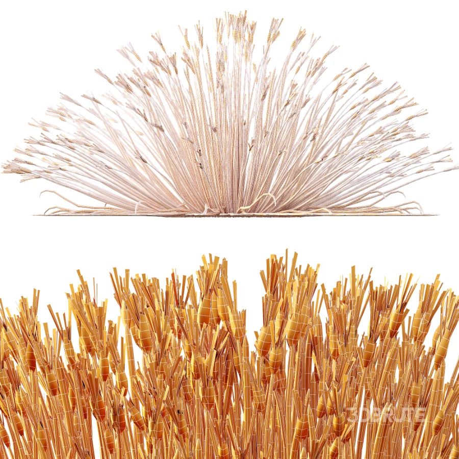 AV Plant Trichophorum Cespitosum Tufted Bulrush Rasenbinse Deer Grass Image 9