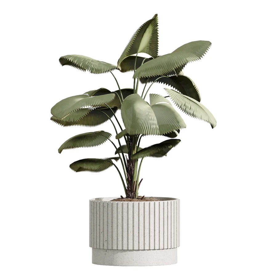 AV Indoor Plants Set 617 Orange Calamondin Tree Spineless Yucca and African Fig Ruffled Fan Palm Image 4