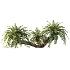 AV Plant Cycas Revoluta Palmfarn Palm Bush 01 - Thumbnail 3