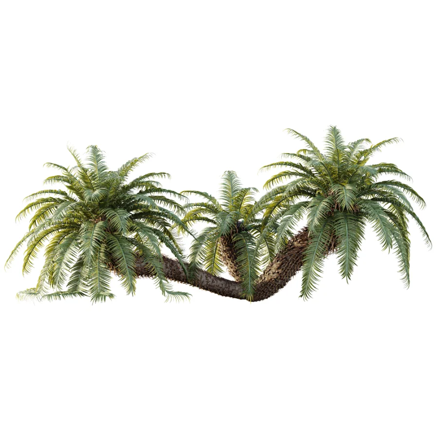AV Plant Cycas Revoluta Palmfarn Palm Bush 01 Image 3