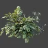 AV Plant Angiopteris Fokiensis Fern 6 Palm Bush 01 - Thumbnail 8