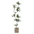 Ficus Benjamina Indoor Plant-set-031 - Thumbnail 2