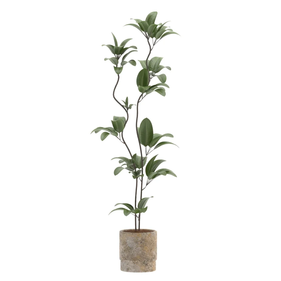 Ficus Benjamina Indoor Plant-set-031 Image 2
