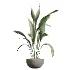 AV Indoor Plants Set 612 Ficus Aspidistra Palm Orange Calamondin Tree - Thumbnail 4