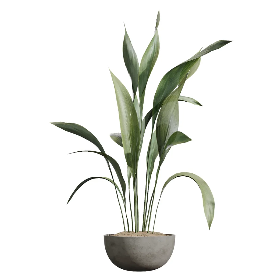AV Indoor Plants Set 612 Ficus Aspidistra Palm Orange Calamondin Tree Image 4