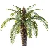 AV Plant Cycas Revoluta Palmfarn Palm Bush 02 - Thumbnail 3