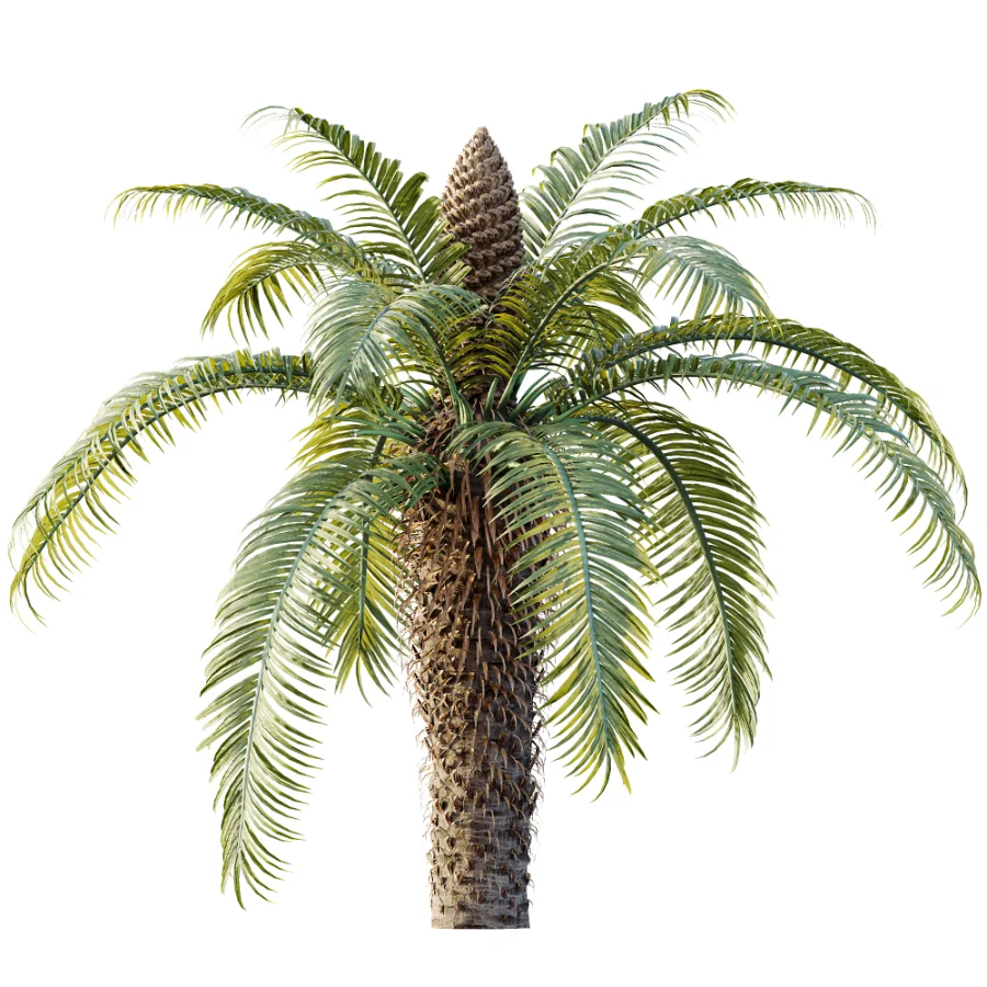 AV Plant Cycas Revoluta Palmfarn Palm Bush 02 Image 3