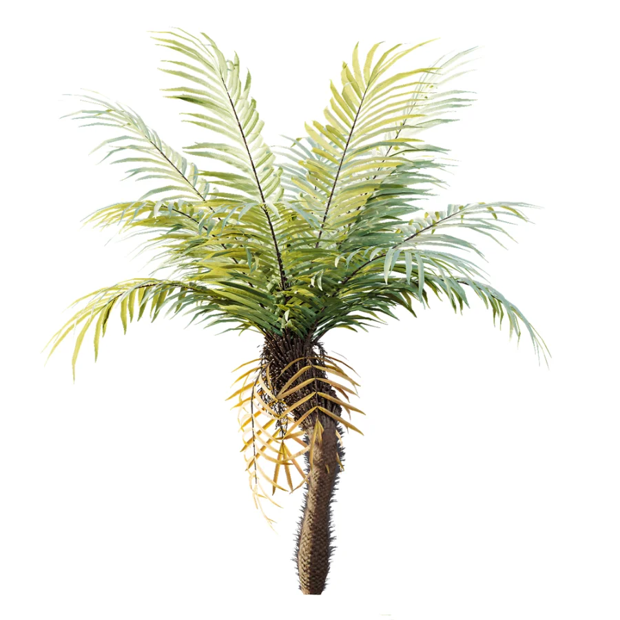 AV Plant Brainea Insignis Fern Palm Tree 02 Image 7