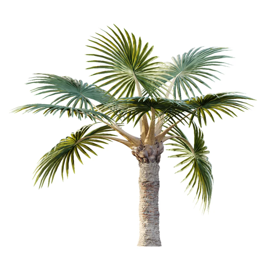 AV Plant Bismarckia Nobilisi Palm Tree 01 Image 5