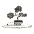 Pine Bonsai Tree-set-004 - Thumbnail 1