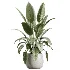 AV Indoor Plants Set 610 Orange Tree Ficus Alnus Glutinosa Lemon Lime - Thumbnail 3