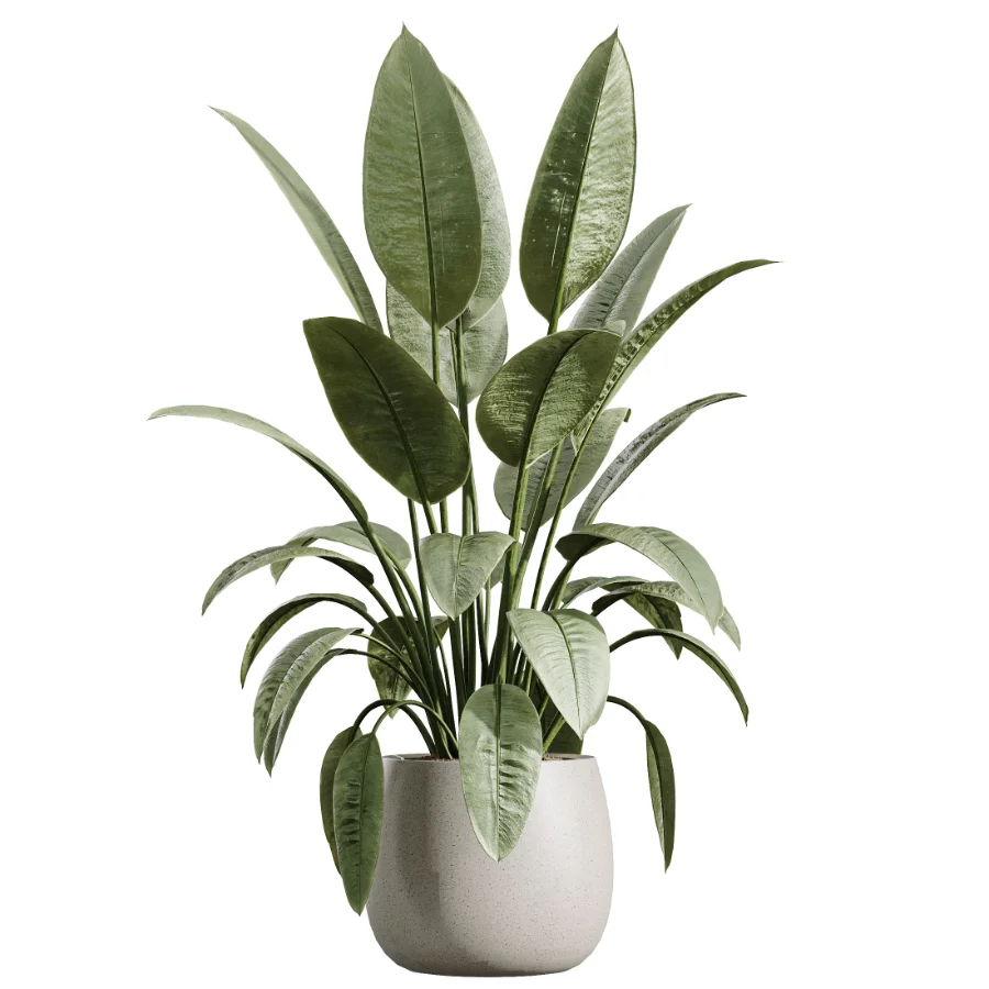 AV Indoor Plants Set 610 Orange Tree Ficus Alnus Glutinosa Lemon Lime Image 3