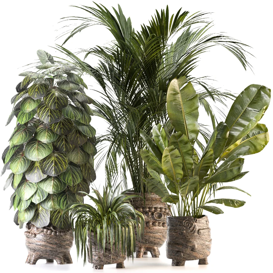 Plant Set 14 Image 6
