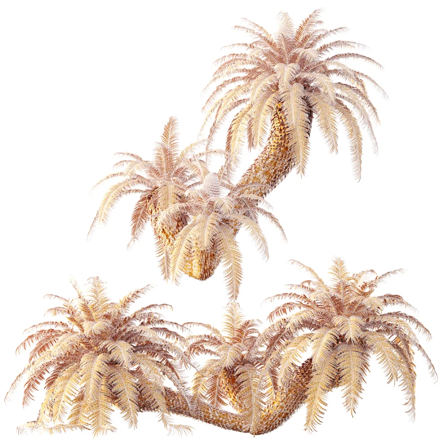 AV Plant Cycas Revoluta Palmfarn Palm Bush 01 Image 7