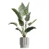 AV Indoor Plants Set 618 Chemlali Olive Areca Palm Eucalyptus Bouquet Bird Of Paradise - Thumbnail 2