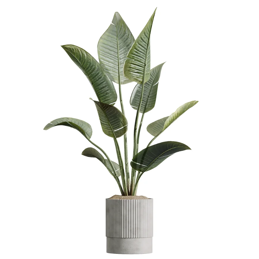 AV Indoor Plants Set 618 Chemlali Olive Areca Palm Eucalyptus Bouquet Bird Of Paradise Image 2