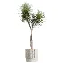 AV Indoor Plants Set 607 Yucca Alocasia Elefantenoh Ficus Marginata Ficus Fig - Thumbnail 5