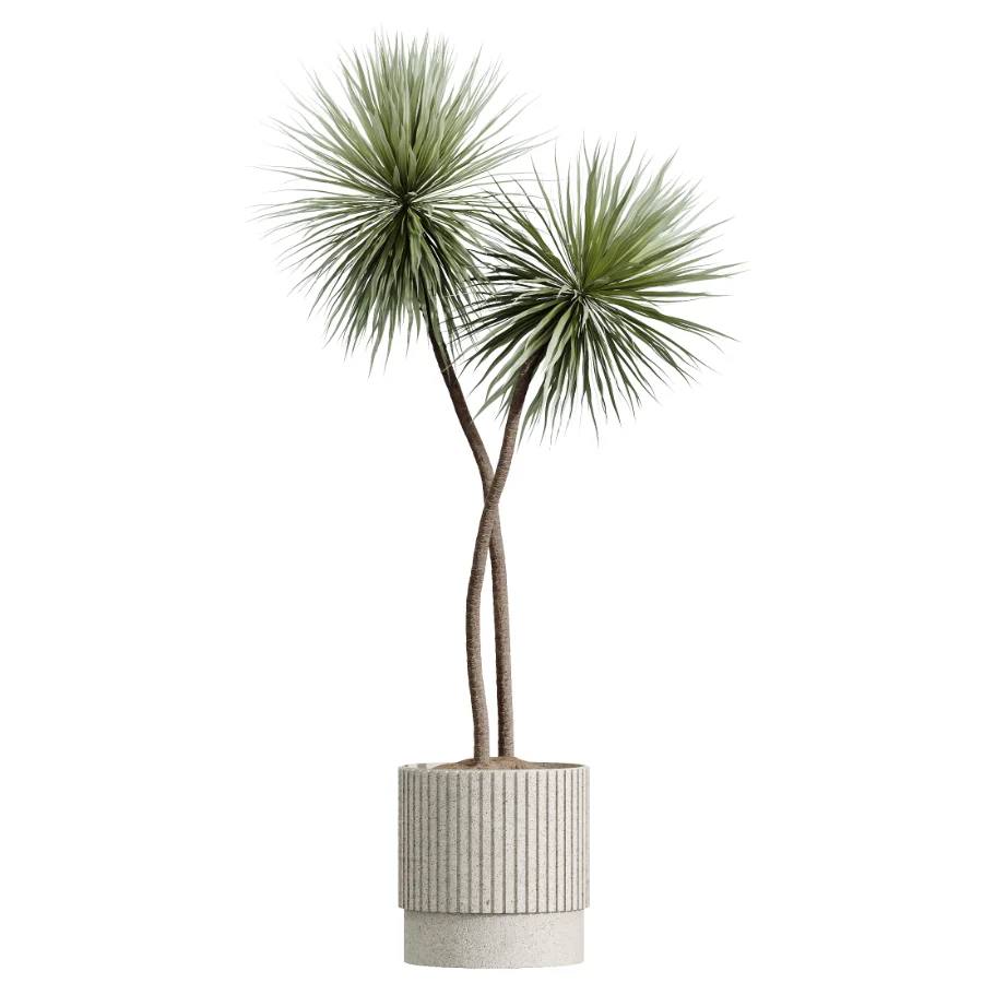 AV Indoor Plants Set 607 Yucca Alocasia Elefantenoh Ficus Marginata Ficus Fig Image 5