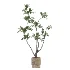 Ficus Benjamina Indoor Plant-set-030 - Thumbnail 1