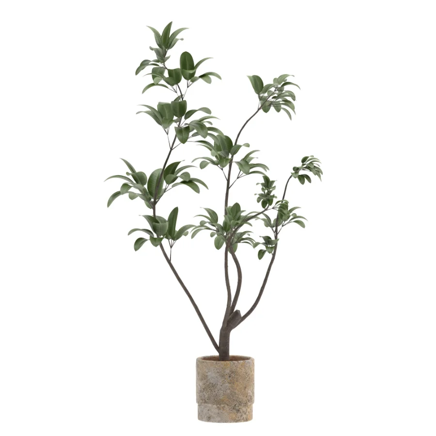 Ficus Benjamina Indoor Plant-set-030 Image 1