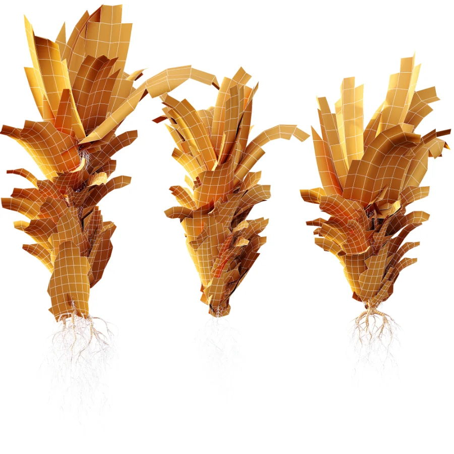 AV Plant Drynaria Roosii Palm Bush 02 Image 7
