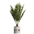AV Indoor Plants Set 620 Aloe Vera Succulents Ruffled Fan Palm Areca Palm Briful - Thumbnail 1