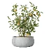 AV Indoor Plants Set 610 Orange Tree Ficus Alnus Glutinosa Lemon Lime - Thumbnail 5