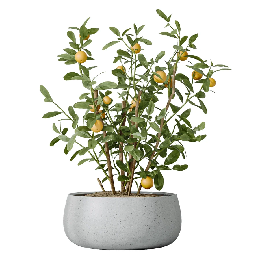 AV Indoor Plants Set 610 Orange Tree Ficus Alnus Glutinosa Lemon Lime Image 5