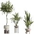 AV Indoor Plants Set 526 Aspidistra Elatior Olive Ficus Palm - Thumbnail 6