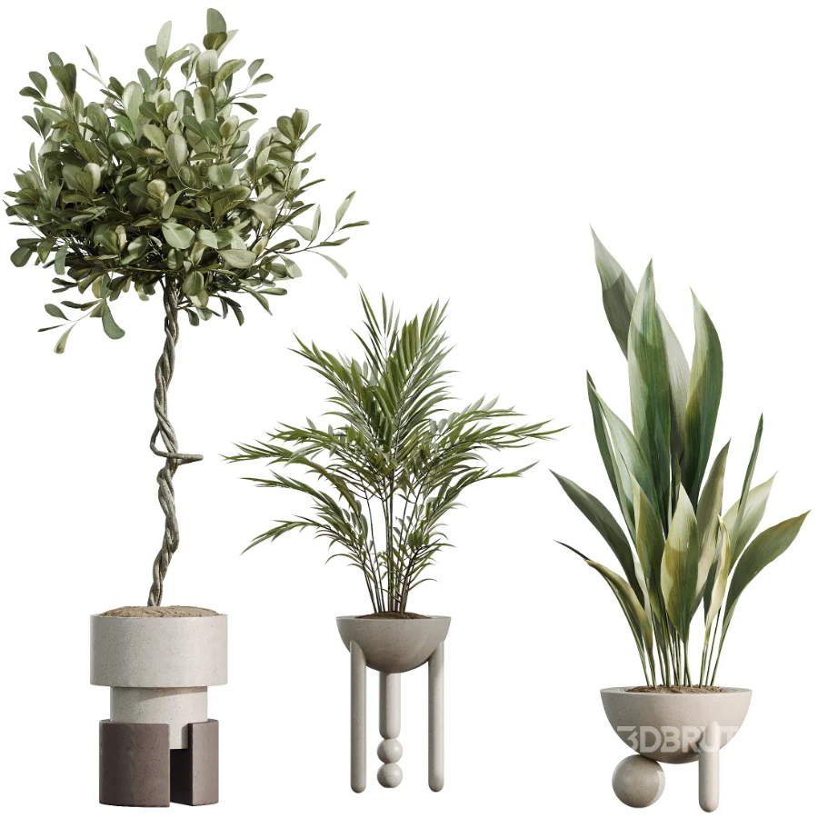 AV Indoor Plants Set 526 Aspidistra Elatior Olive Ficus Palm Image 6