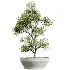 AV Indoor Plants Set 526 Aspidistra Elatior Olive Ficus Palm - Thumbnail 1
