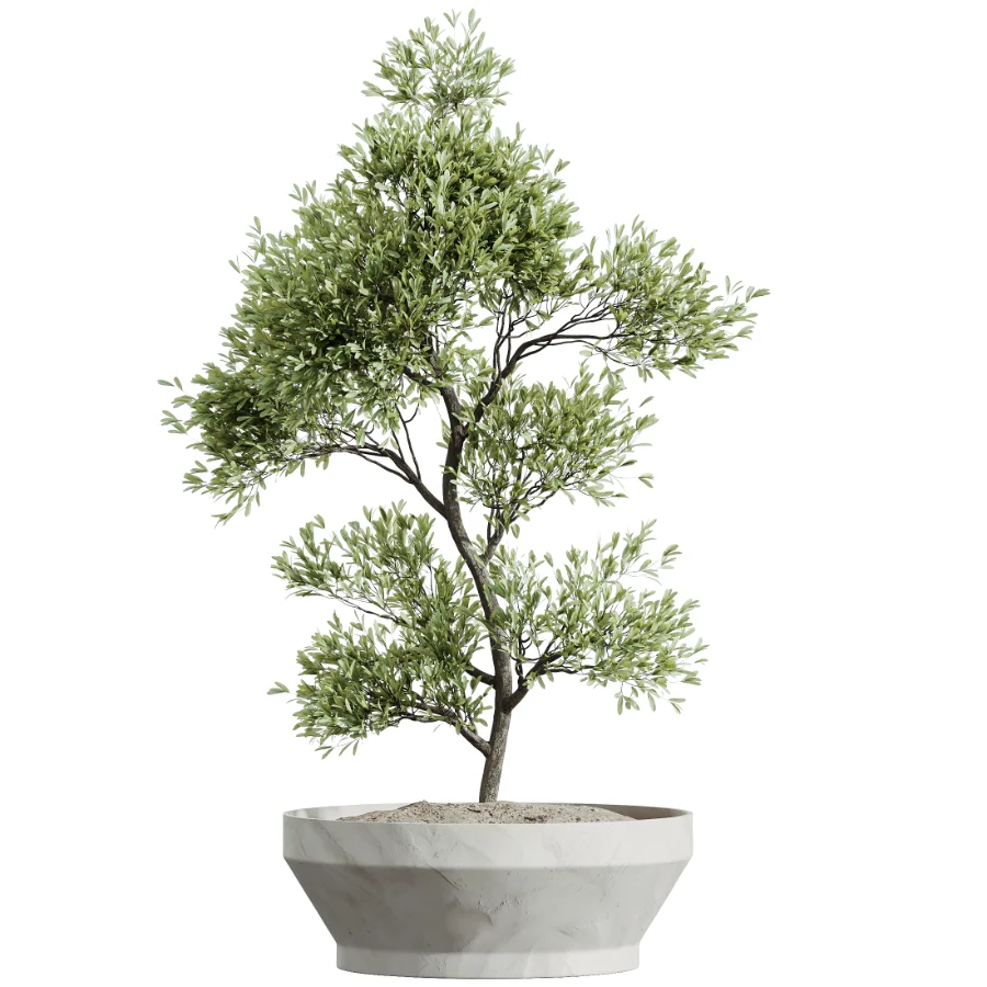 AV Indoor Plants Set 526 Aspidistra Elatior Olive Ficus Palm Image 1