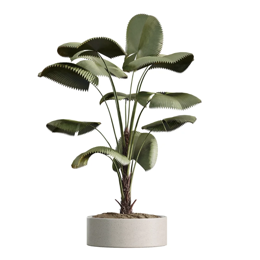 AV Indoor Plants Set 620 Aloe Vera Succulents Ruffled Fan Palm Areca Palm Briful Image 3