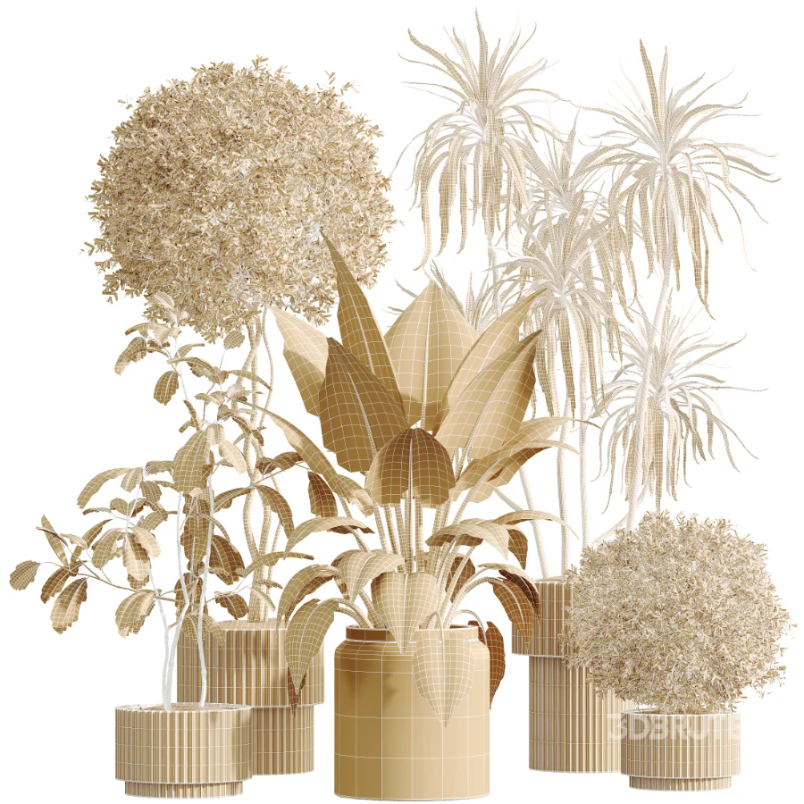 AV Indoor Plants Set 616 Olive Alocasia Elefantenohr Ficus Marginata Warneckii Image 7