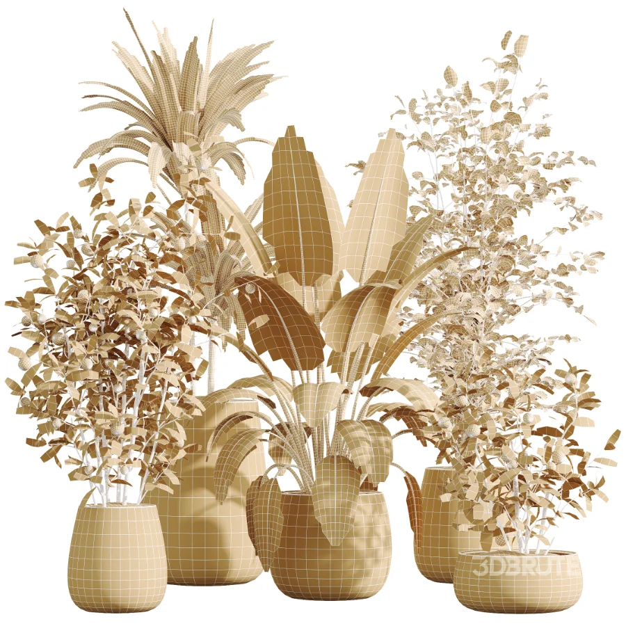 AV Indoor Plants Set 610 Orange Tree Ficus Alnus Glutinosa Lemon Lime Image 8
