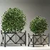 Outdoor Plant 03 – Decorative Planter Trees - Thumbnail 4