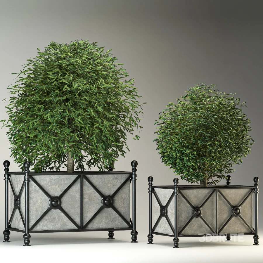 Outdoor Plant 03 – Decorative Planter Trees Image 4