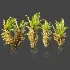 AV Plant Drynaria Roosii Palm Bush 02 - Thumbnail 6