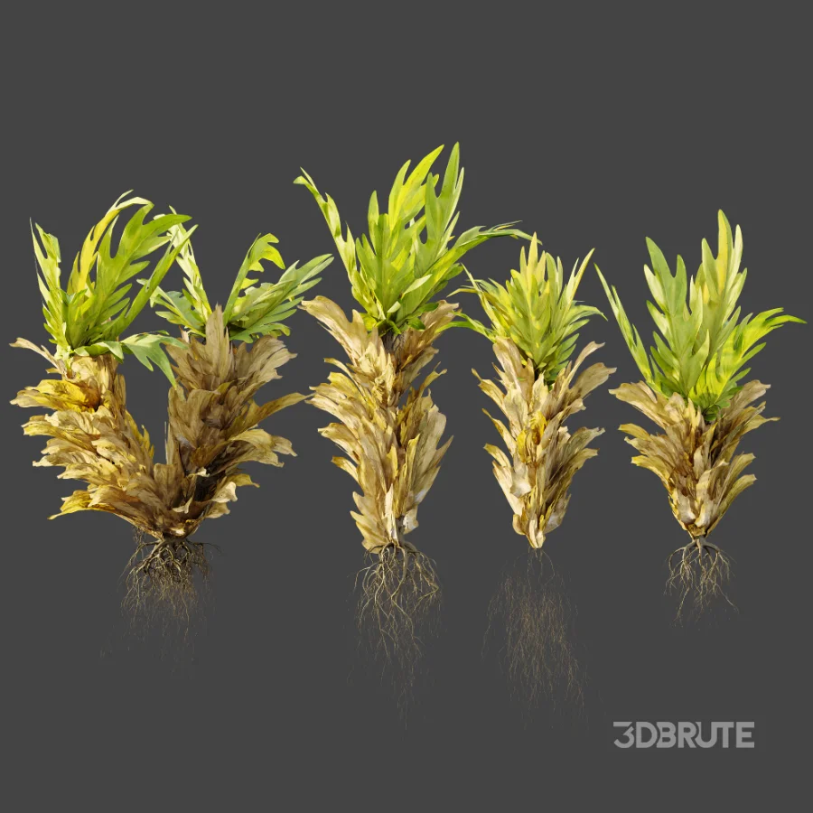 AV Plant Drynaria Roosii Palm Bush 02 Image 6