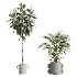 AV Indoor Plants Set 619 Elegant Monstera and Ficus Microcarpa Bonsai and Ficus Cyathistipula and Cat Reed Palm - Thumbnail 6